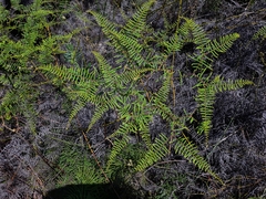 Gleichenia dicarpa