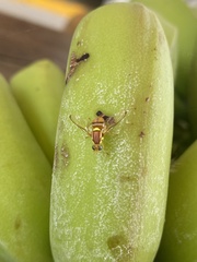 Bactrocera jarvisi