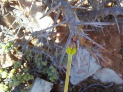 Monsonia
