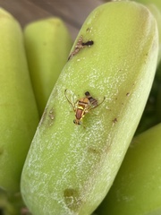 Bactrocera jarvisi