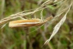 Agriphila tristella