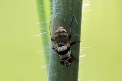 Anthomyia