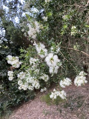 Melaleuca squarrosa