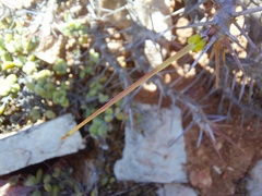 Monsonia
