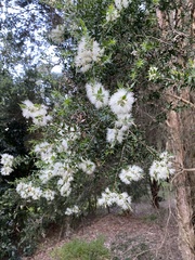 Melaleuca squarrosa