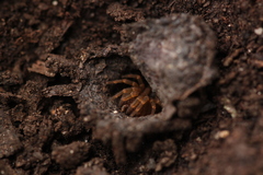 Songthela ciliensis