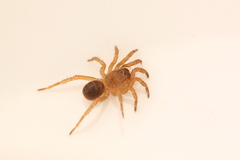 Songthela ciliensis