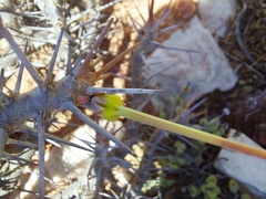 Monsonia