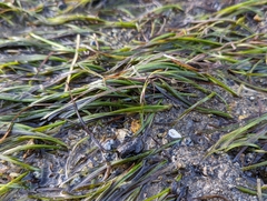 Zostera muelleri