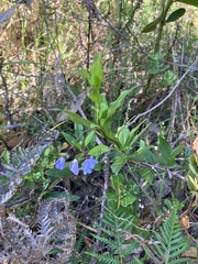 Billardiera heterophylla