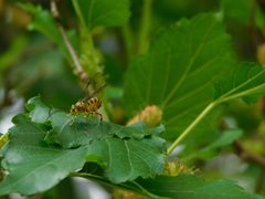 Theronia