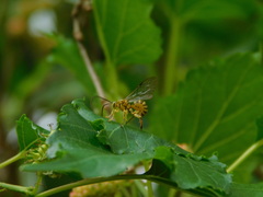 Theronia
