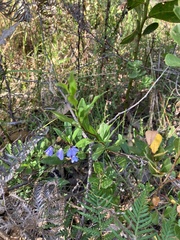 Billardiera heterophylla