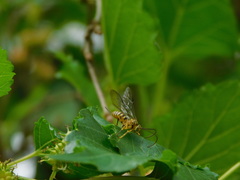 Theronia