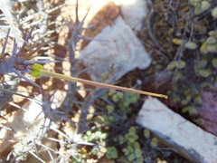 Monsonia
