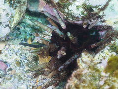 Phyllacanthus parvispinus