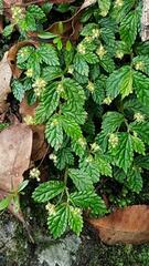 Elatostema stipitatum