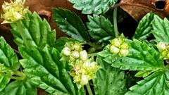 Elatostema stipitatum