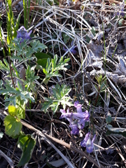 Corydalis turtschaninovii