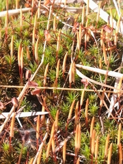 Polytrichum juniperinum image