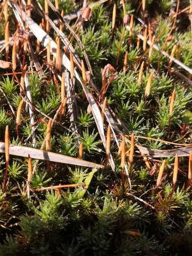 Polytrichum image