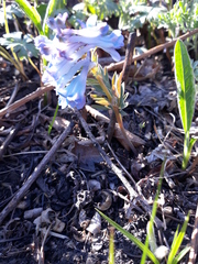 Corydalis turtschaninovii