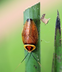 Ellipsidion reticulatum