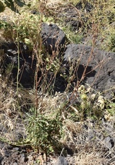 Launaea gorgadensis