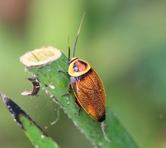 Ellipsidion reticulatum
