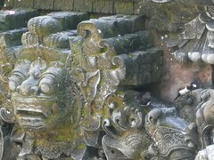 Lonchura leucogastroides