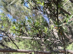 Leptospermum glaucescens