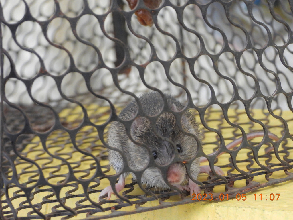 Ryukyu Mouse