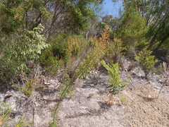 Petrophile diversifolia