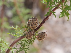 Petrophile diversifolia