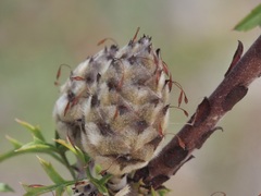 Petrophile diversifolia
