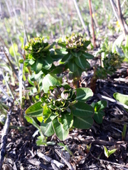 Euphorbia hylonoma