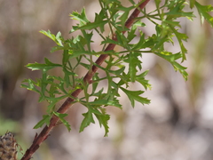 Petrophile diversifolia