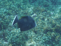 Sufflamen chrysopterum
