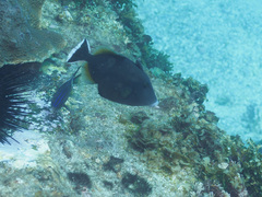 Sufflamen chrysopterum