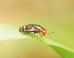 Depressa striatipennis