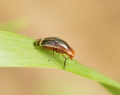 Depressa striatipennis