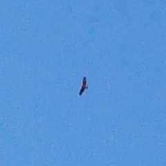 Hieraaetus morphnoides