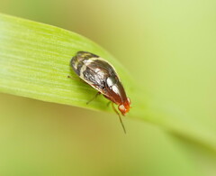 Depressa striatipennis
