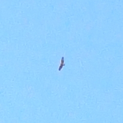 Hieraaetus morphnoides