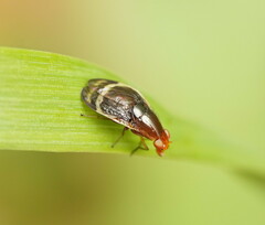 Depressa striatipennis