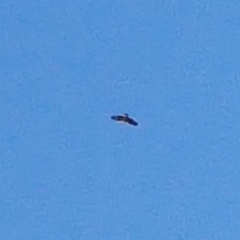 Hieraaetus morphnoides