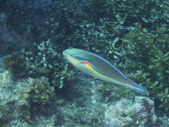 Stethojulis bandanensis