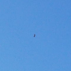 Hieraaetus morphnoides