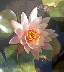 Nymphaea rubra
