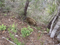 Tachyglossus aculeatus setosus
